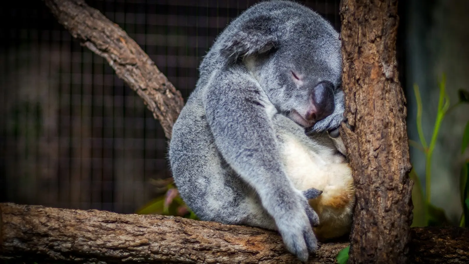 Koala sleeping in the tree