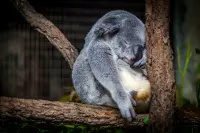 Quality Sleep: The Often Overlooked Key to Body and Mind Recovery
