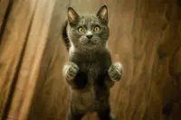 Kucing Menjadi Kurir Narkoba di Penjara Pococí, Kosta Rika